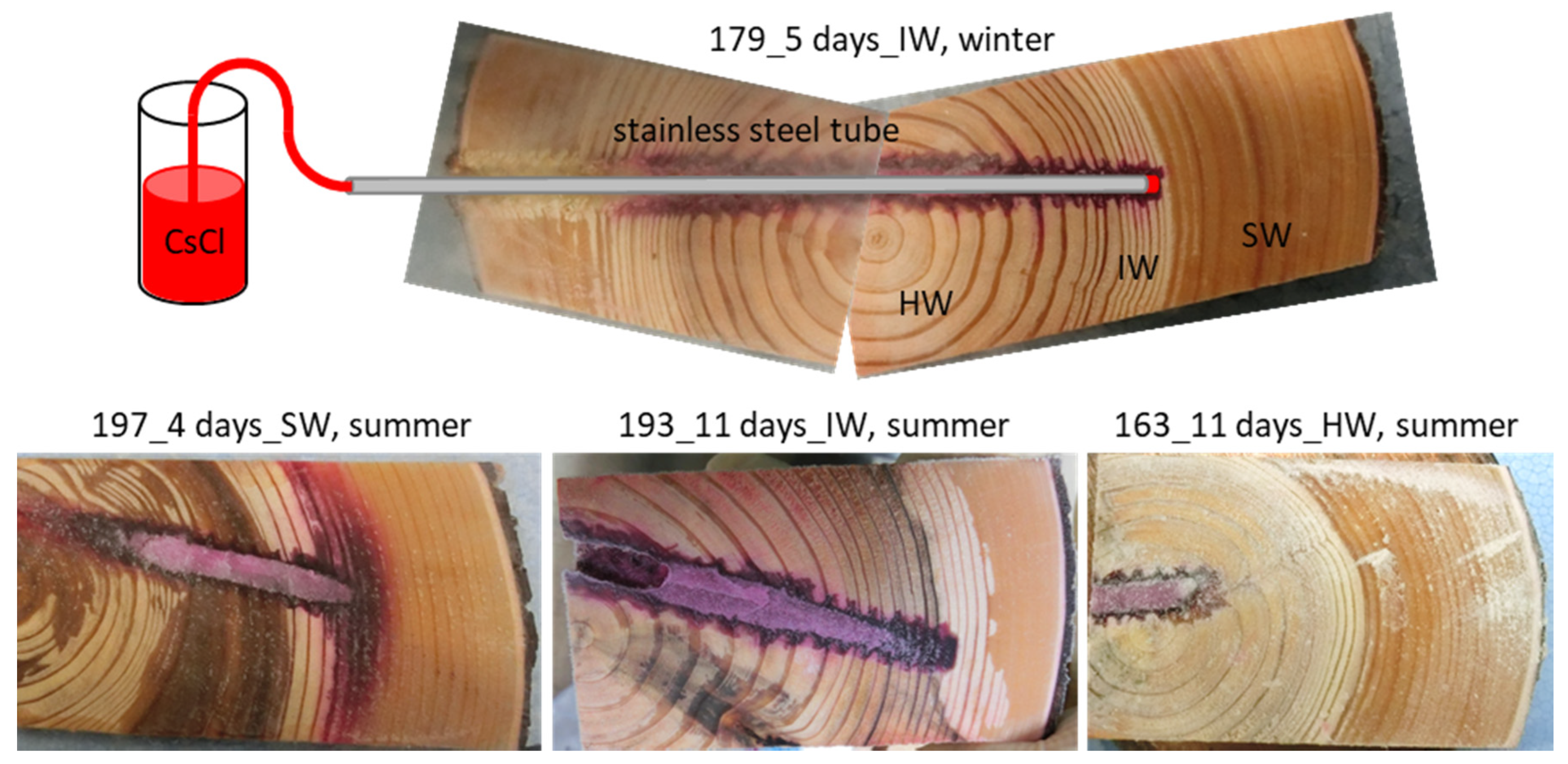 Forests 12 00251 g002 Forests 12 00251 g002