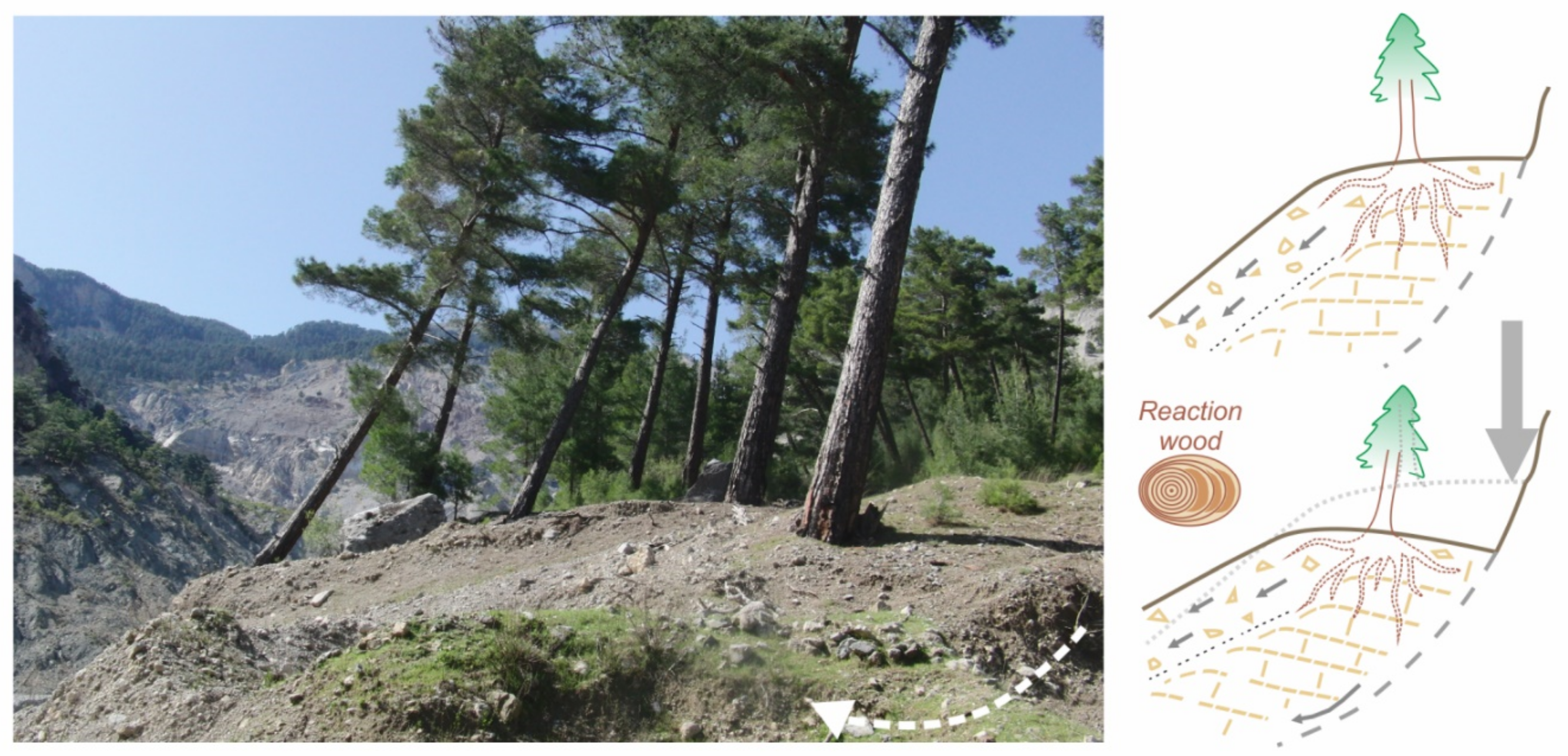 Forests 12 00261 g008 Forests 12 00261 g008