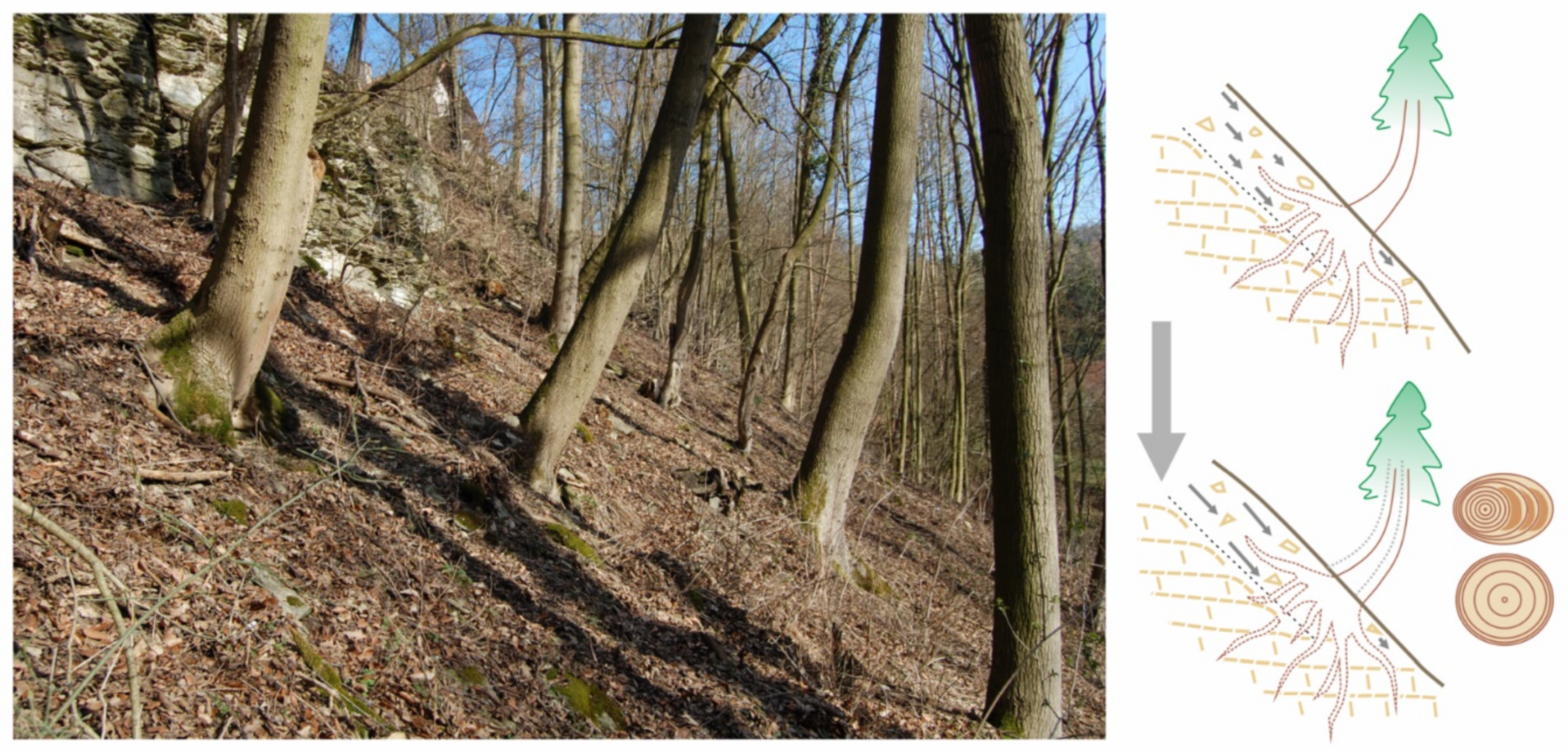 Forests 12 00261 g010 Forests 12 00261 g010