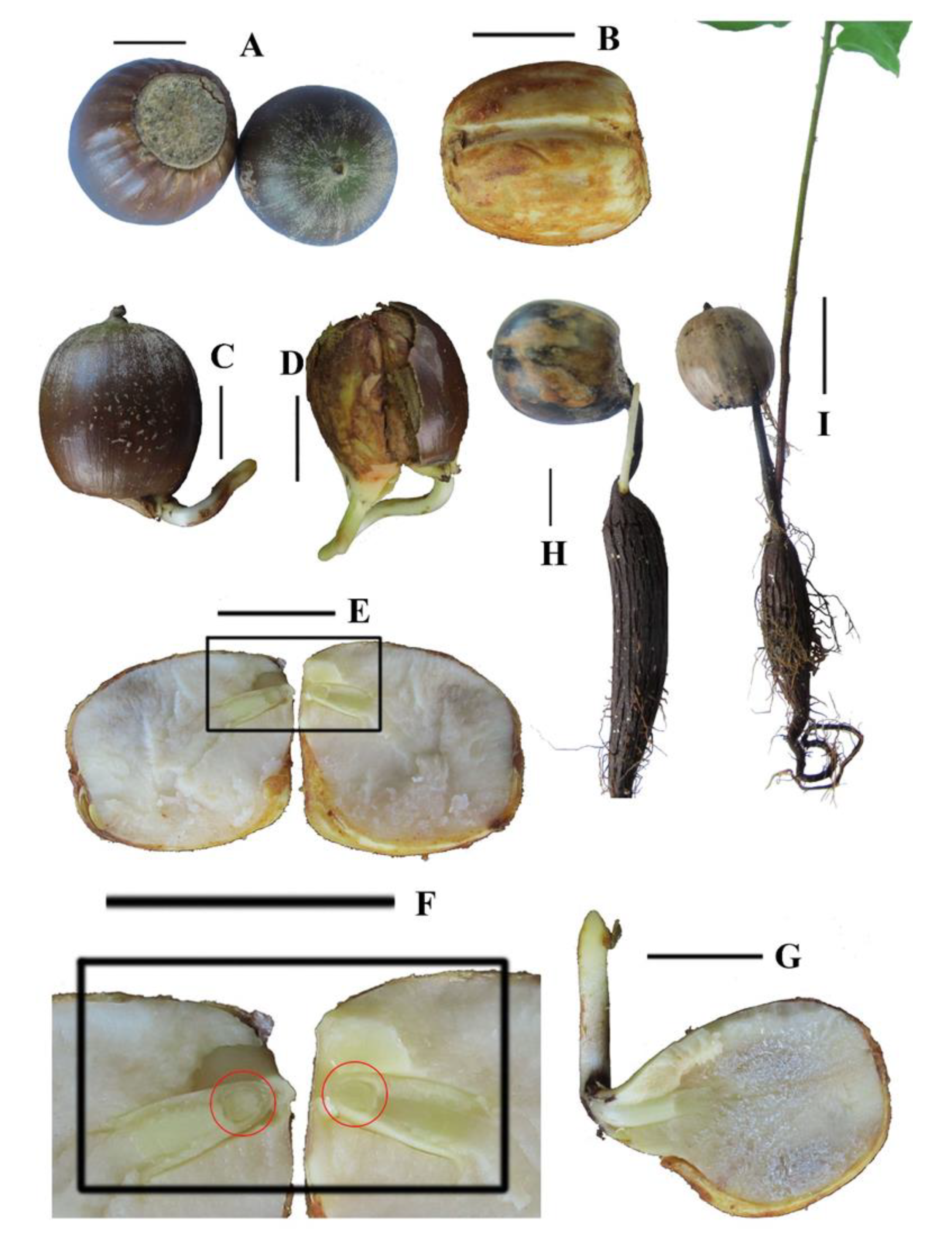 Forests 12 00263 g001 Forests 12 00263 g001