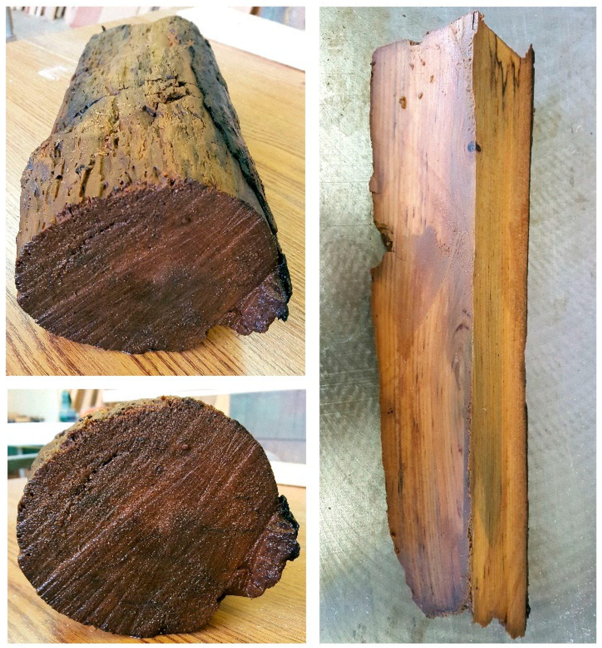 Forests 12 00268 g001 Forests 12 00268 g001