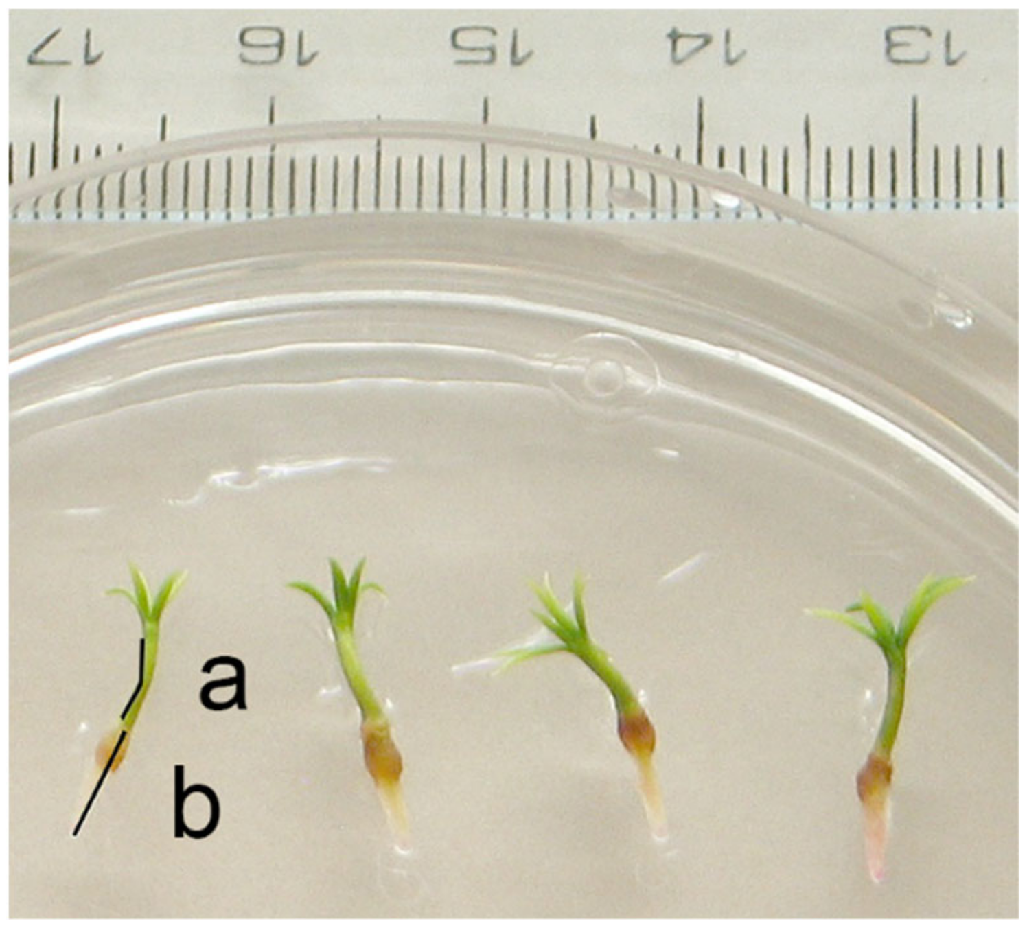 Forests 12 00301 g001 Forests 12 00301 g001