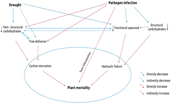 funnel of causality