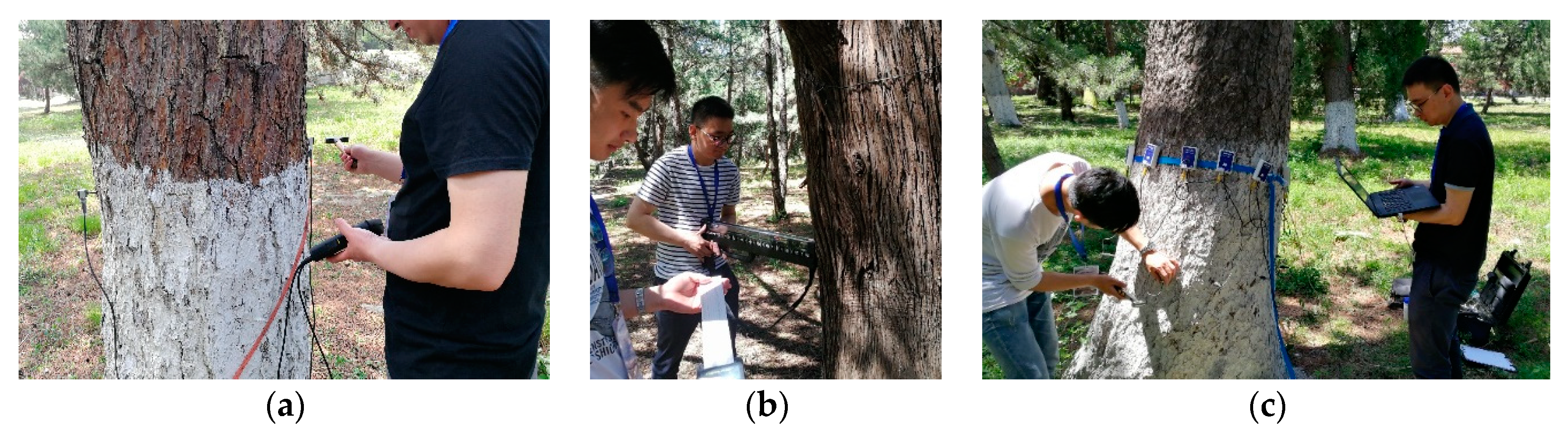 Forests 12 00318 g001