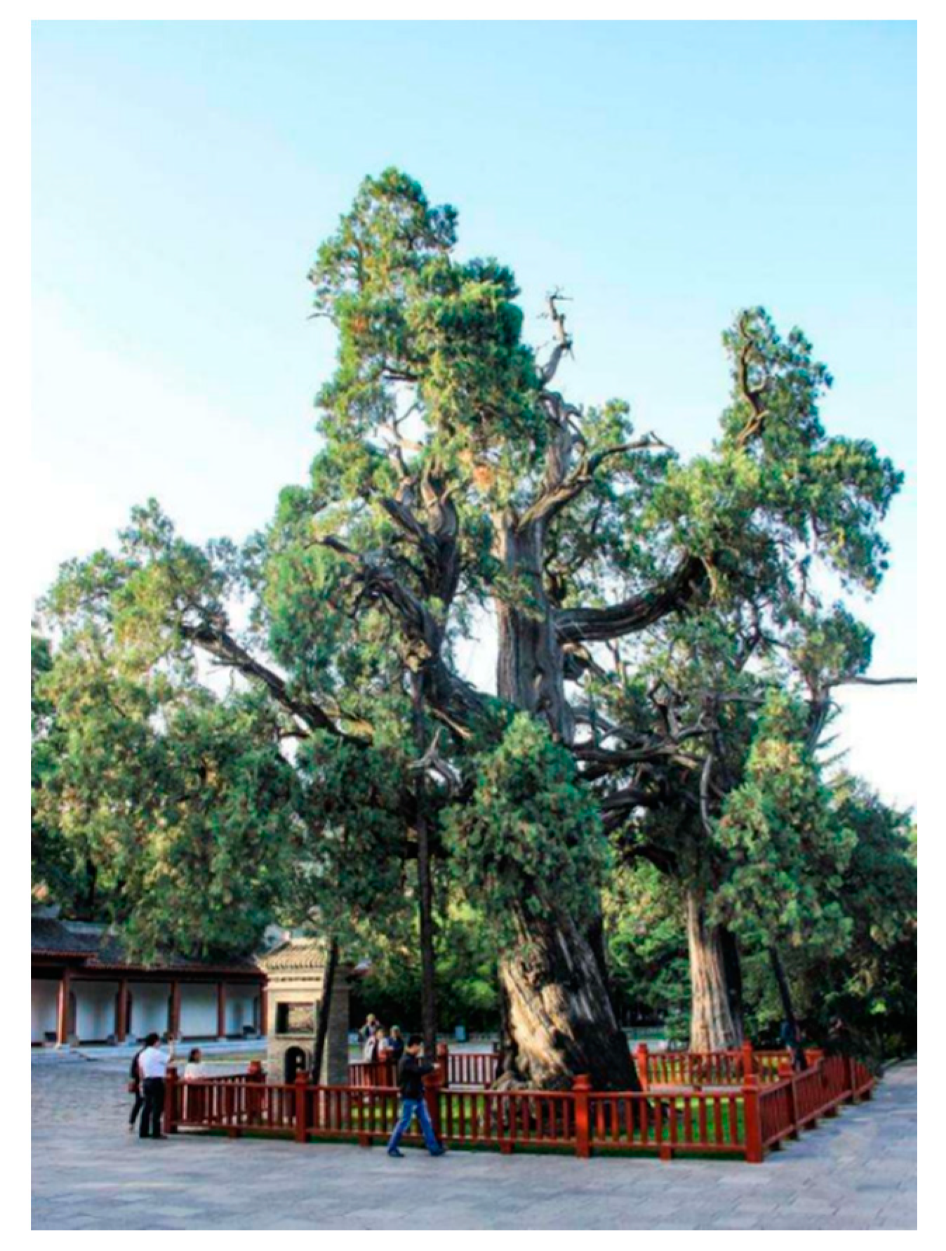 Forests 12 00318 g003