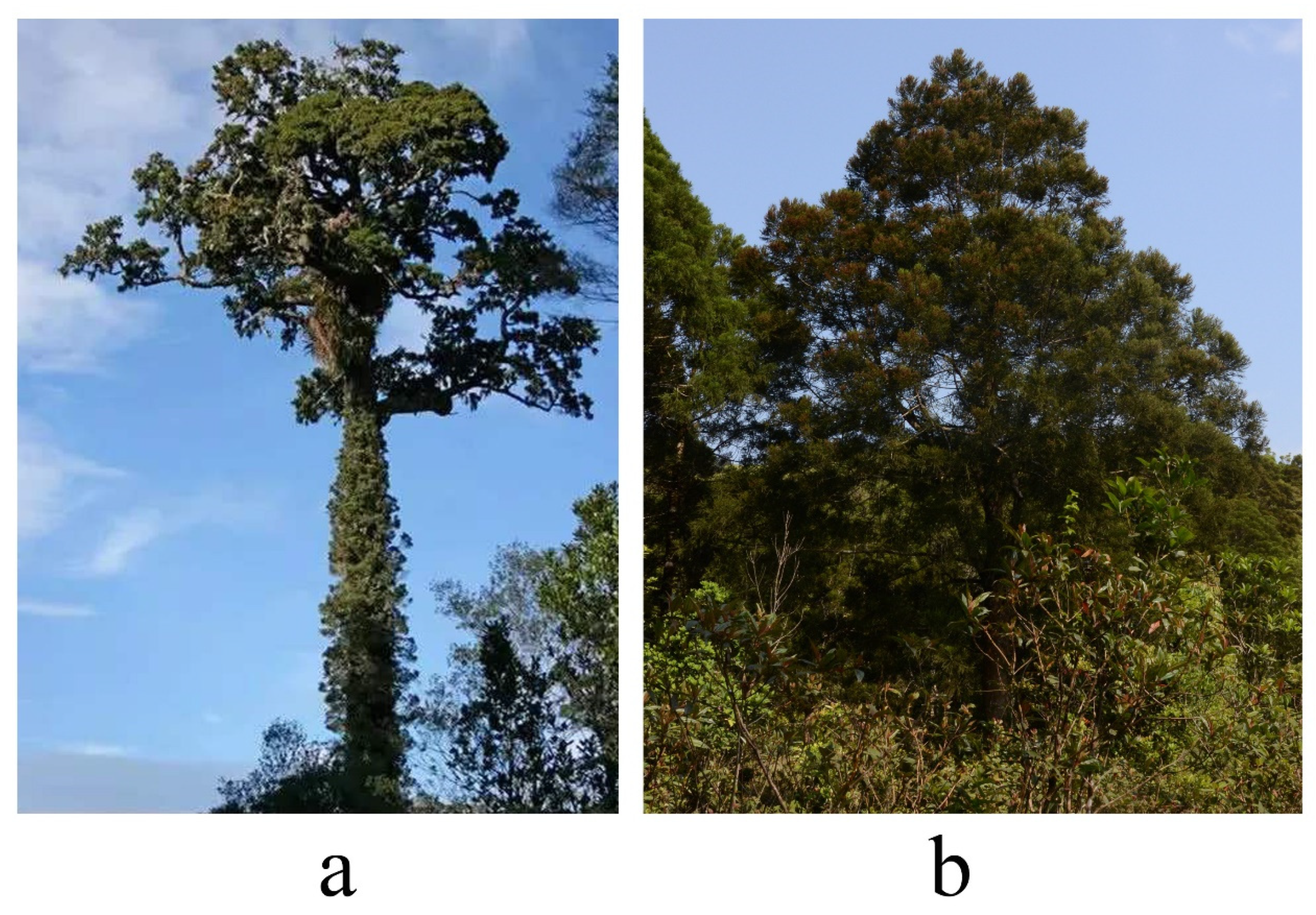 Forests 12 00328 g010