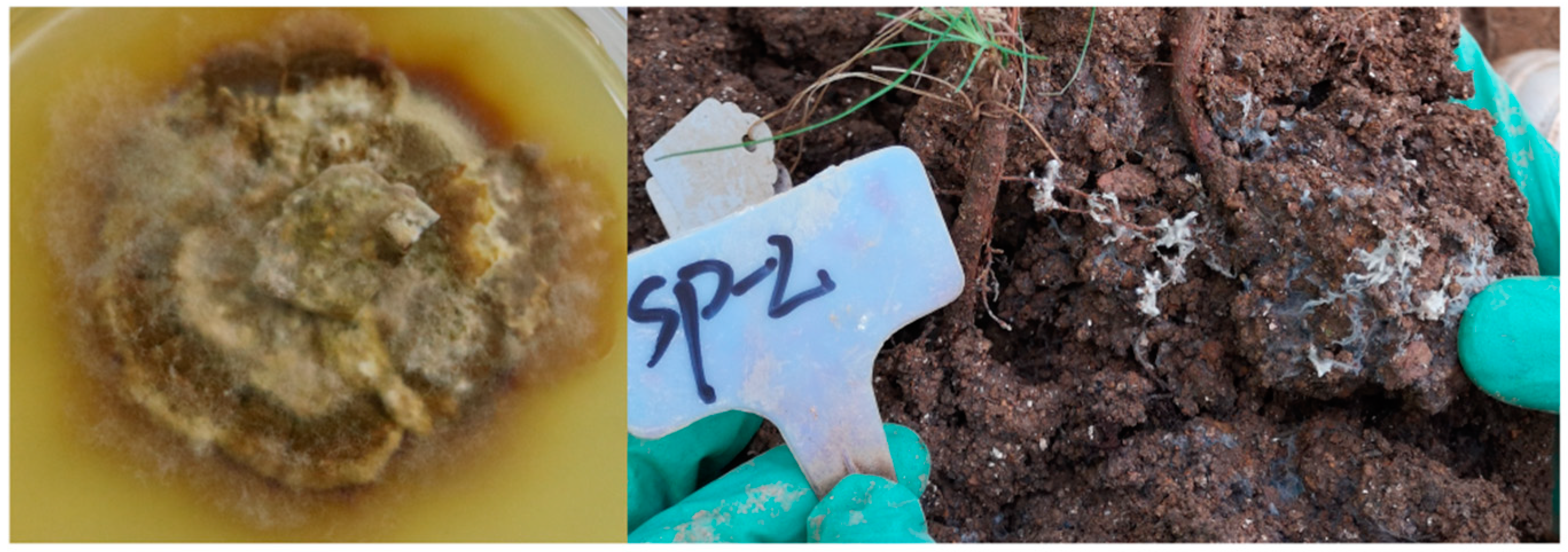 Forests 12 00332 g001 Forests 12 00332 g001