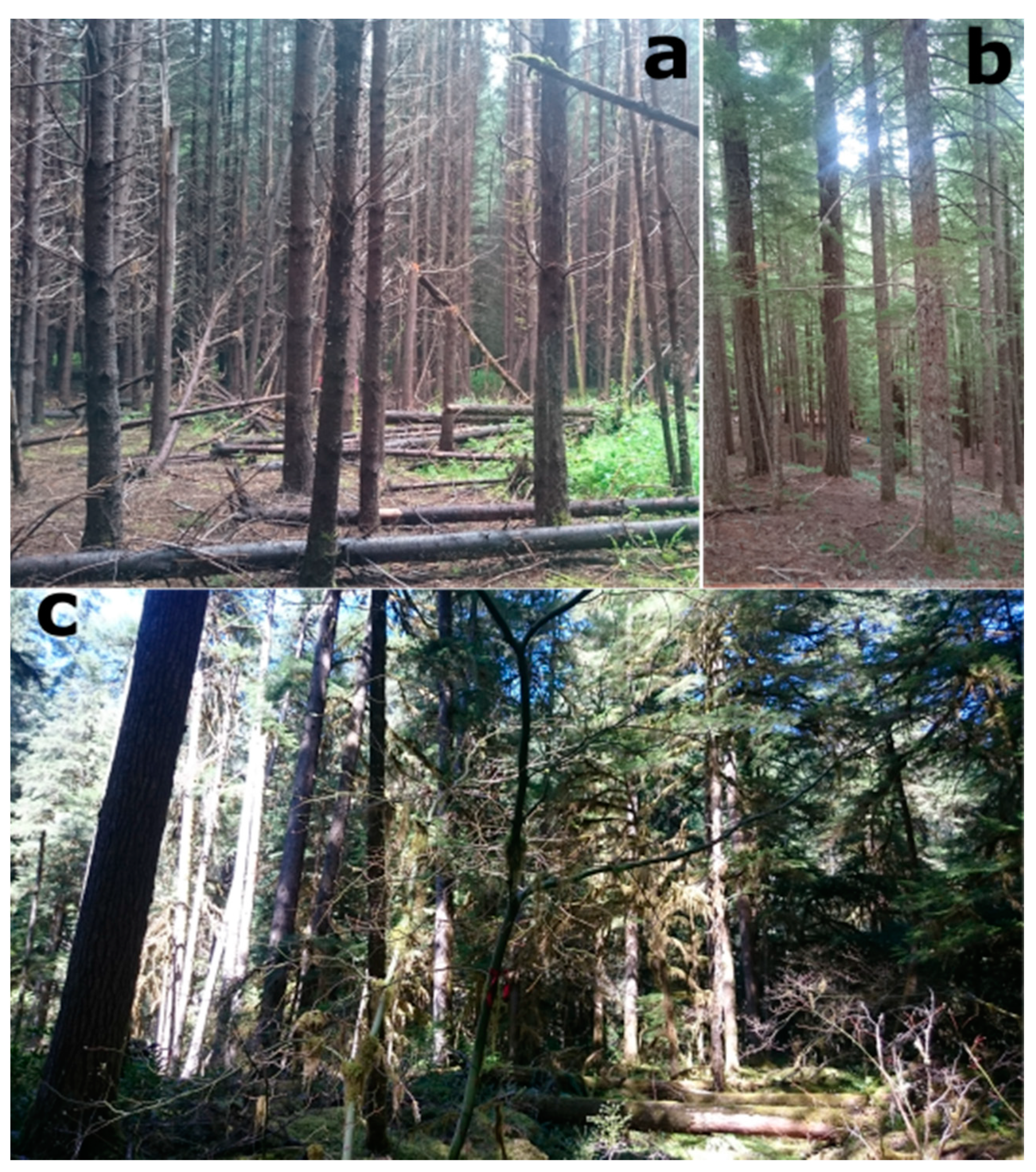 Forests 12 00339 g002