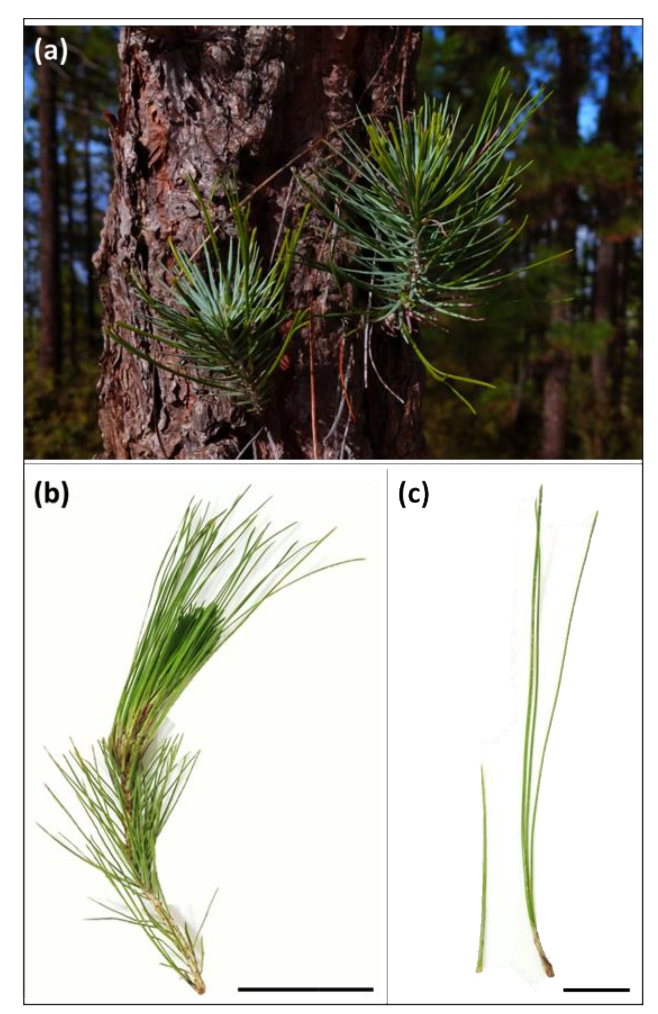 Forests 12 00341 g001 Forests 12 00341 g001