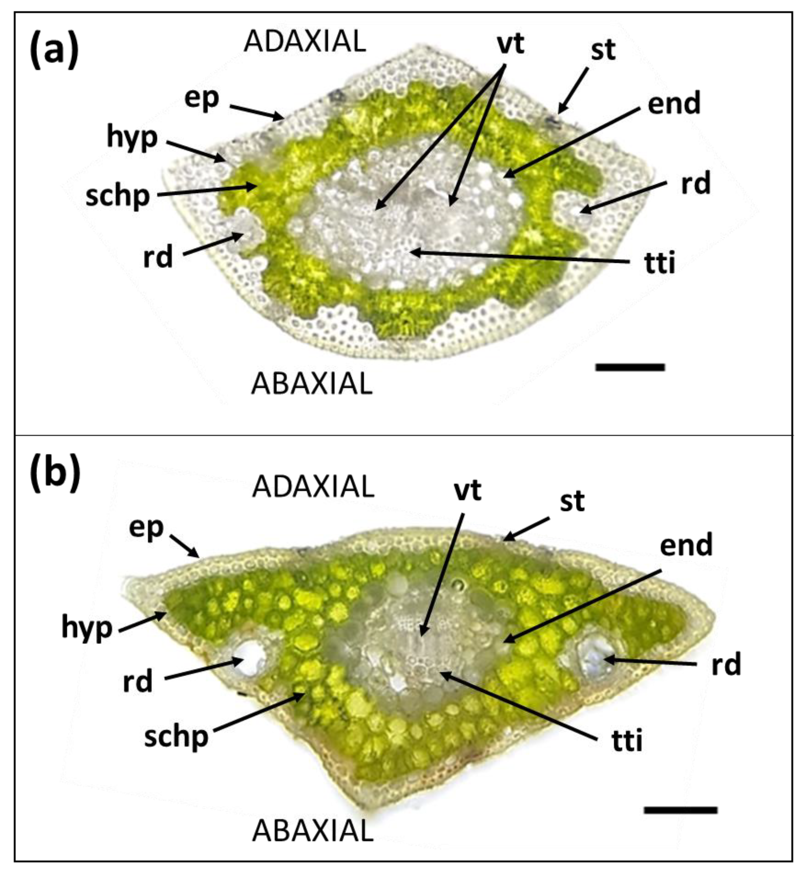 Forests 12 00341 g002 Forests 12 00341 g002