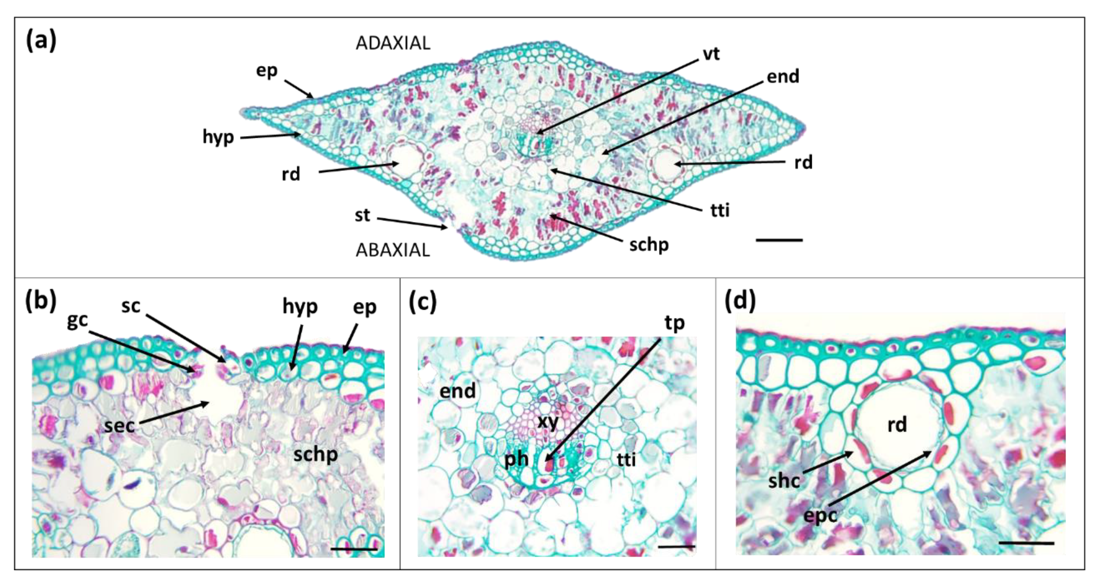 Forests 12 00341 g004 Forests 12 00341 g004