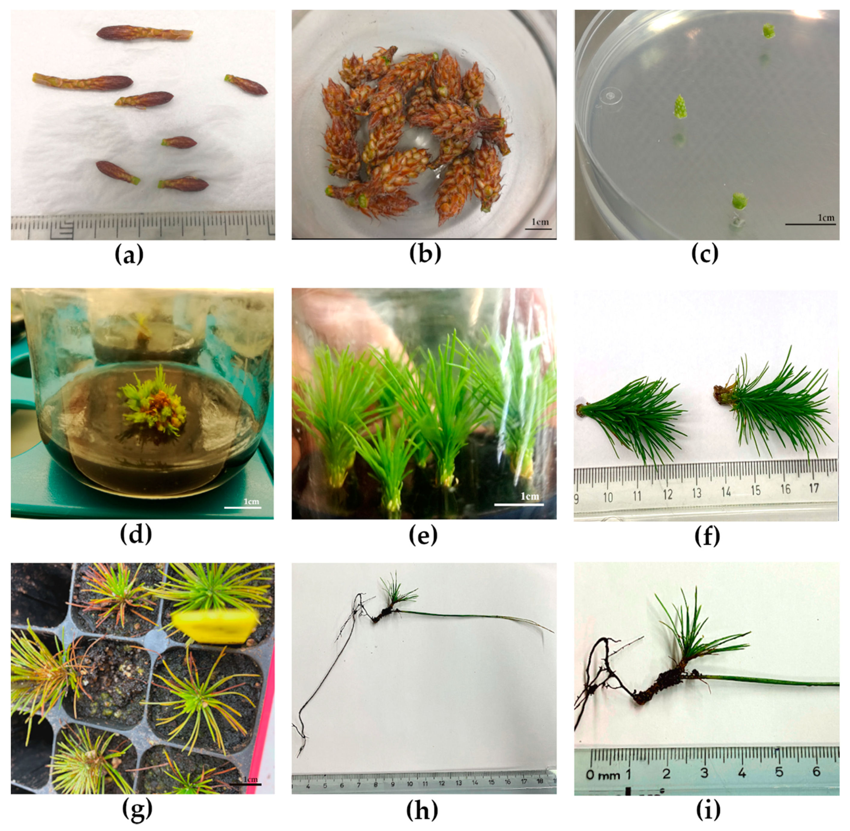 Forests 12 00363 g001 Forests 12 00363 g001