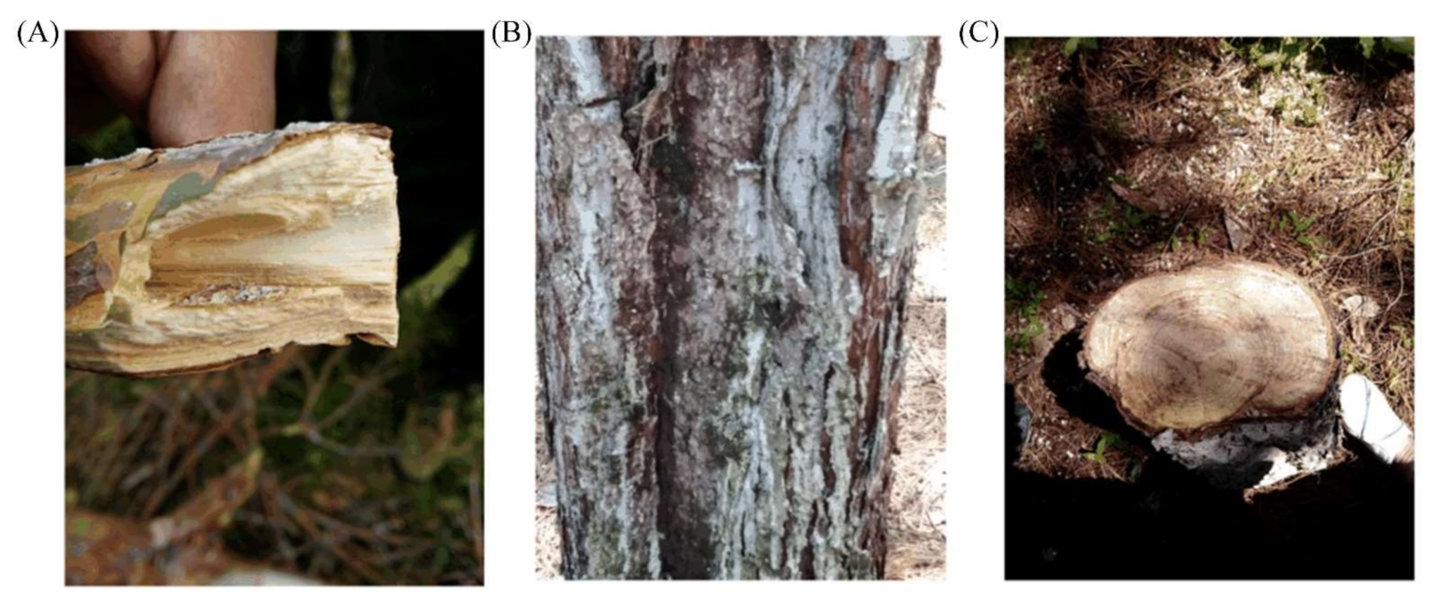 Forests 12 00365 g002