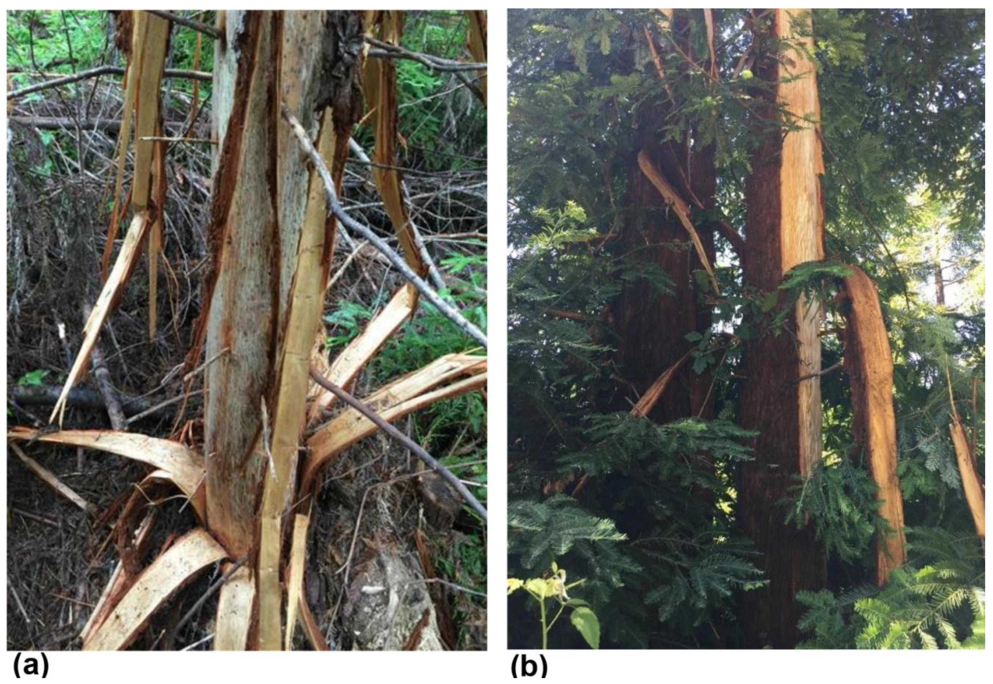 Forests 12 00378 g003 Forests 12 00378 g003