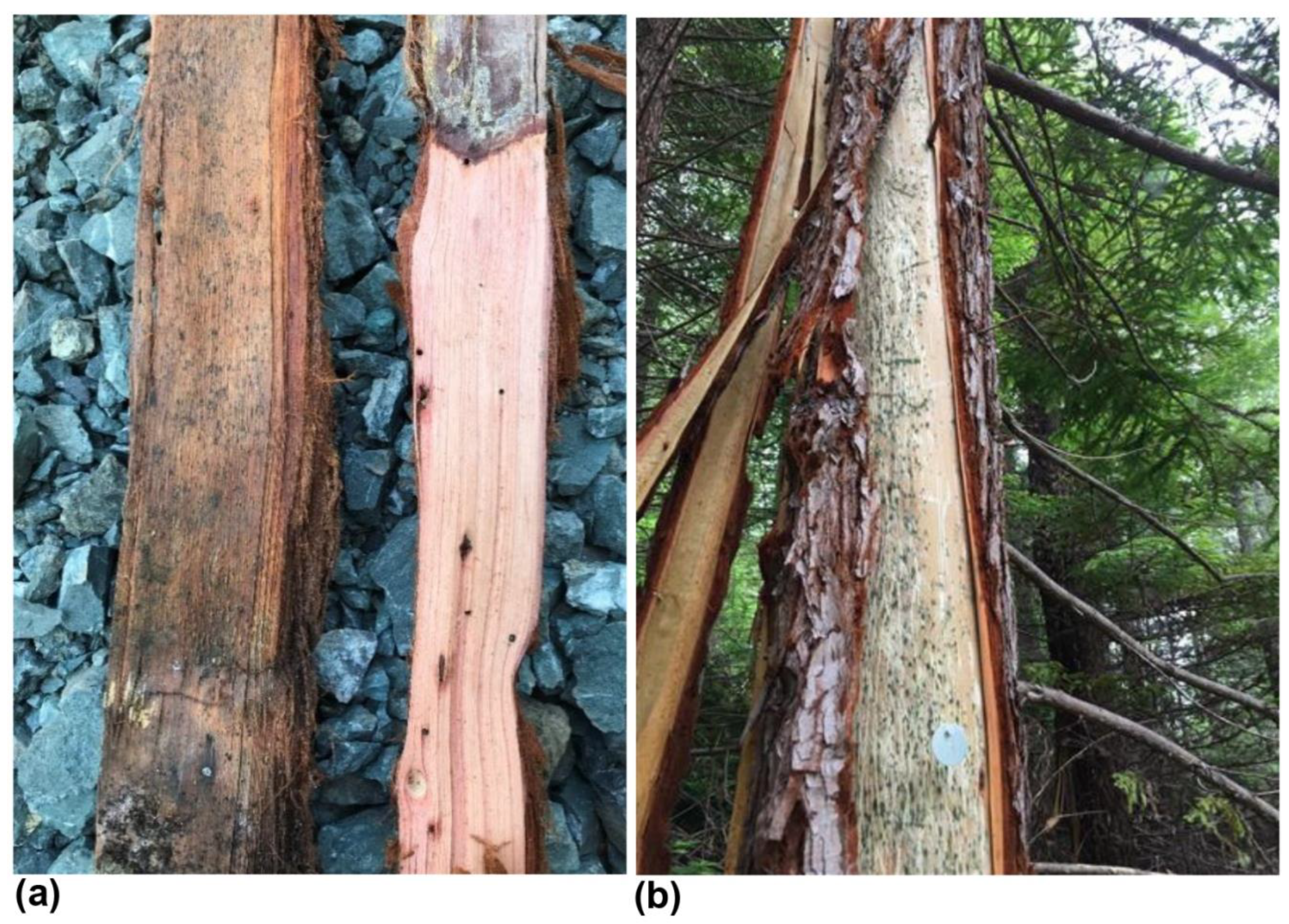 Forests 12 00378 g004 Forests 12 00378 g004