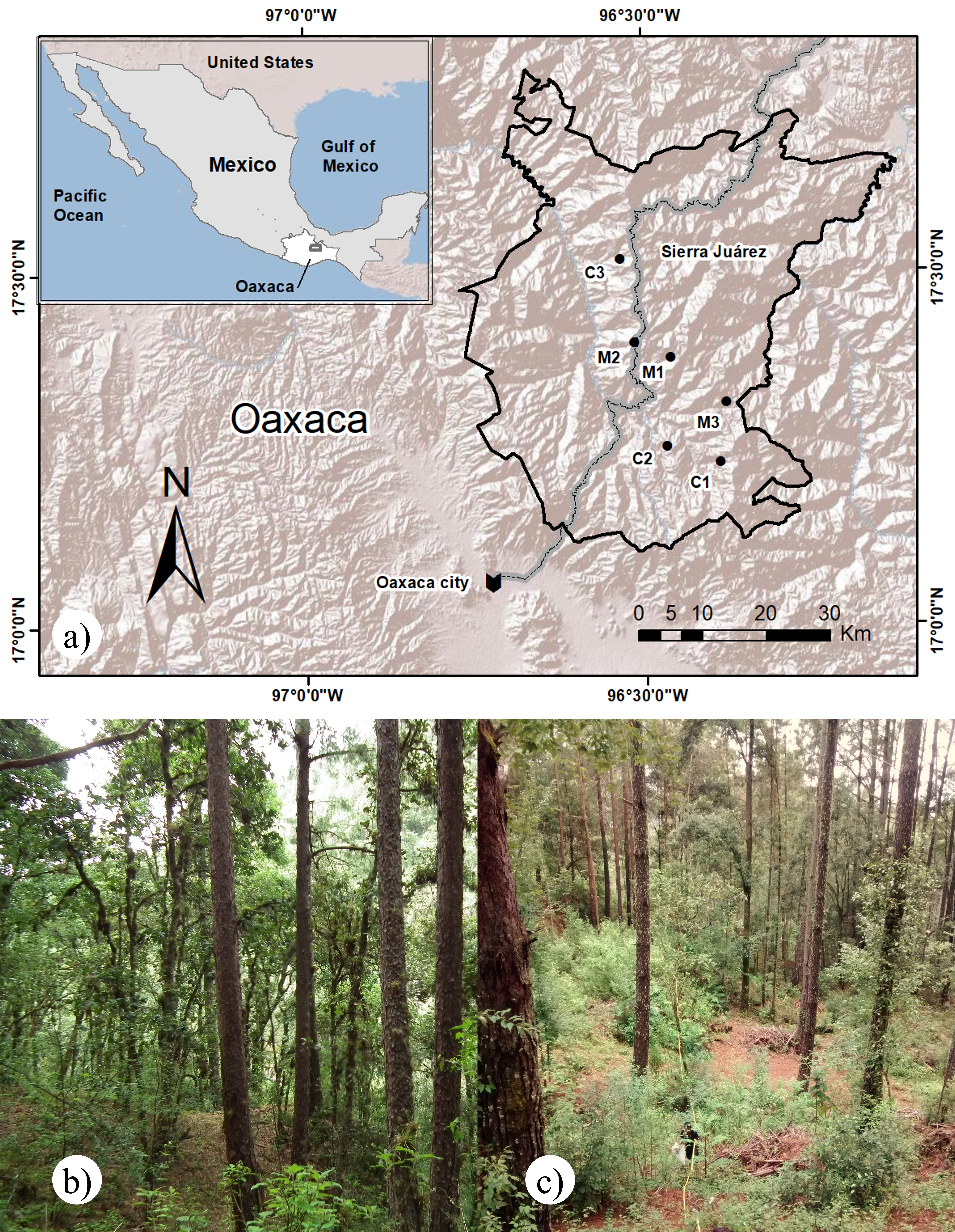 Forests 12 00383 g001 Forests 12 00383 g001