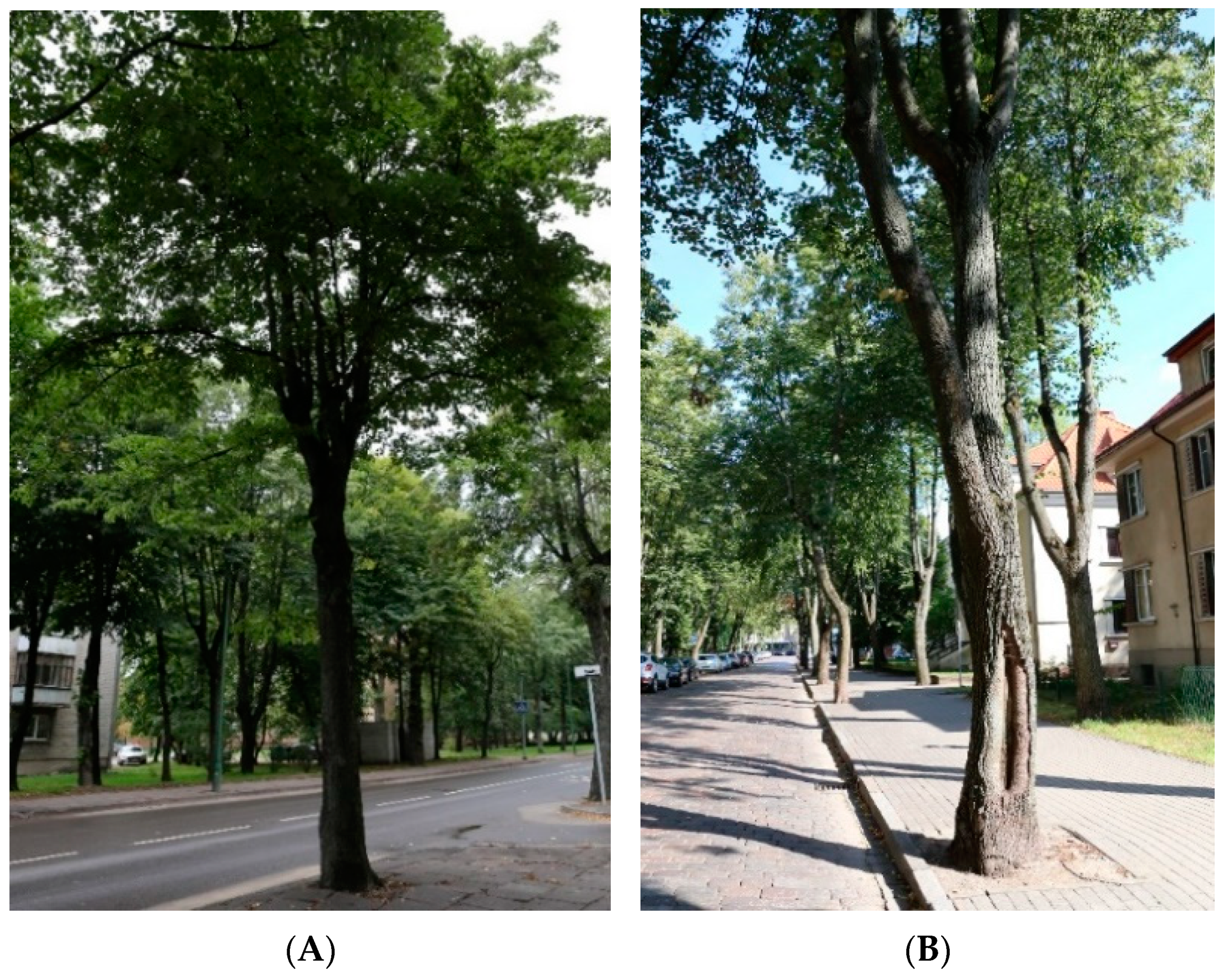 Forests 12 00420 g002 Forests 12 00420 g002