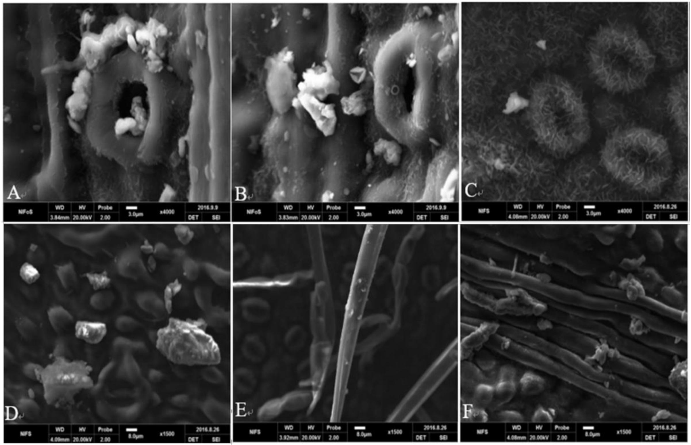 Forests 12 00438 g005