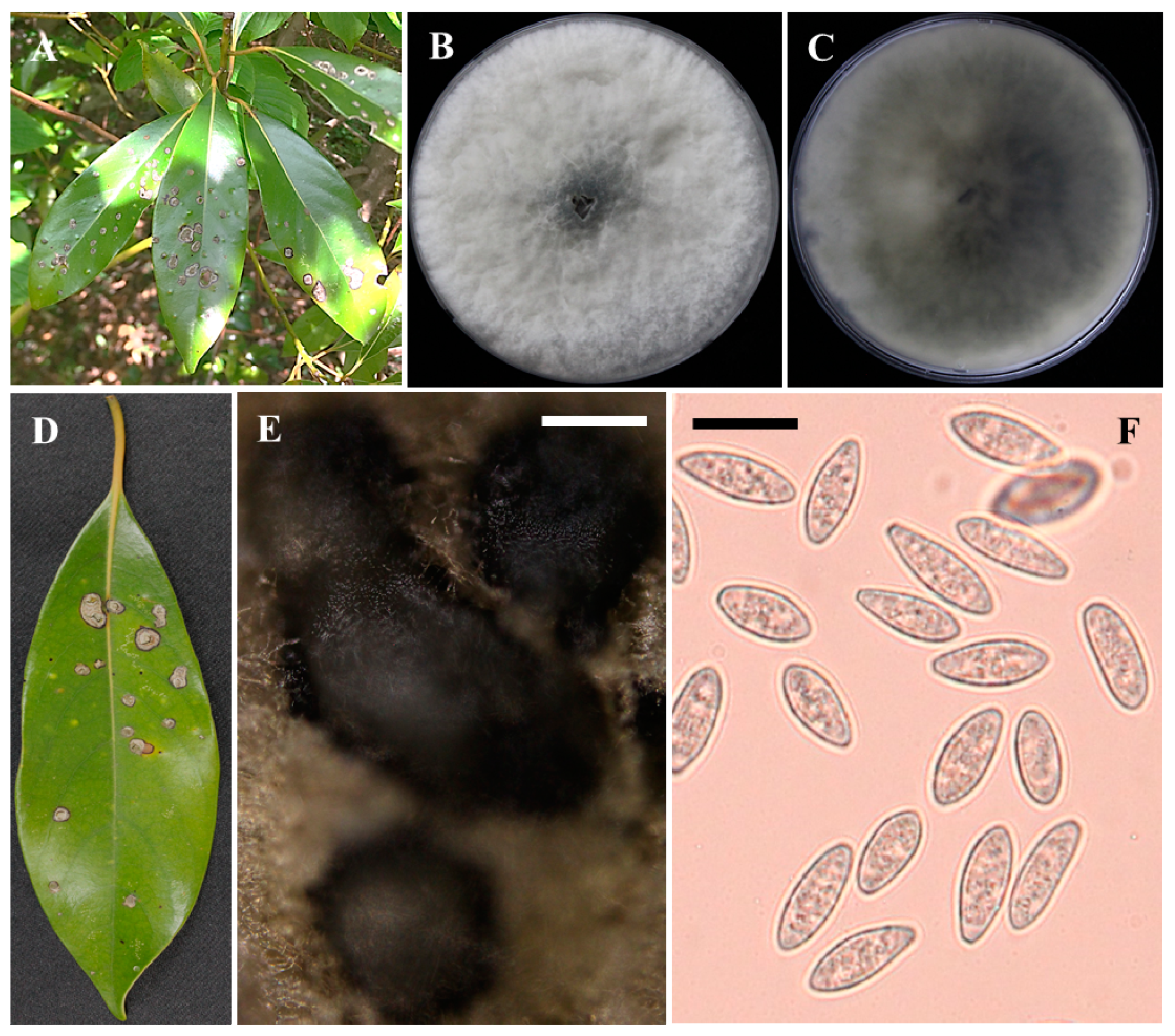 Forests 12 00440 g001 Forests 12 00440 g001