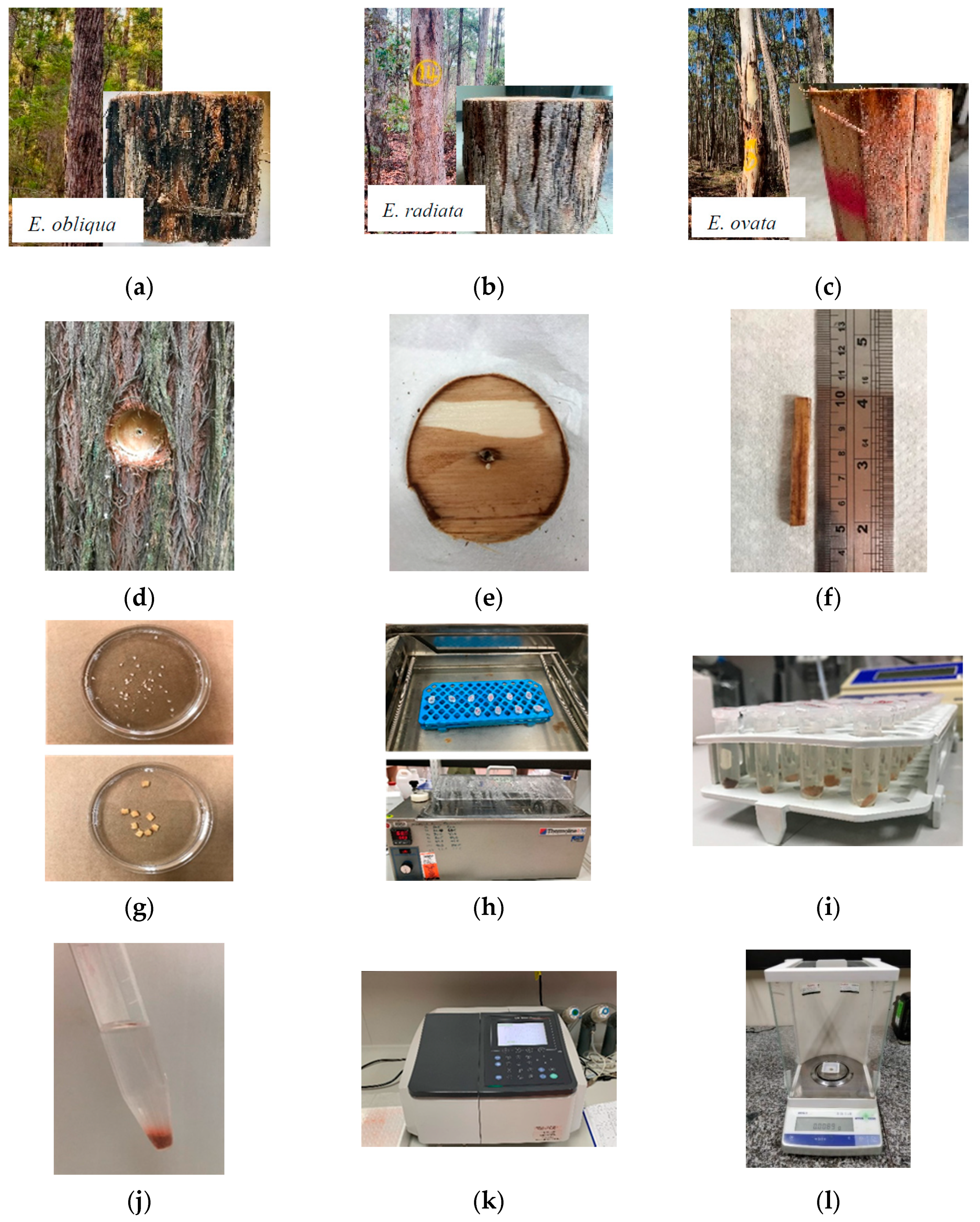 Forests 12 00445 g001