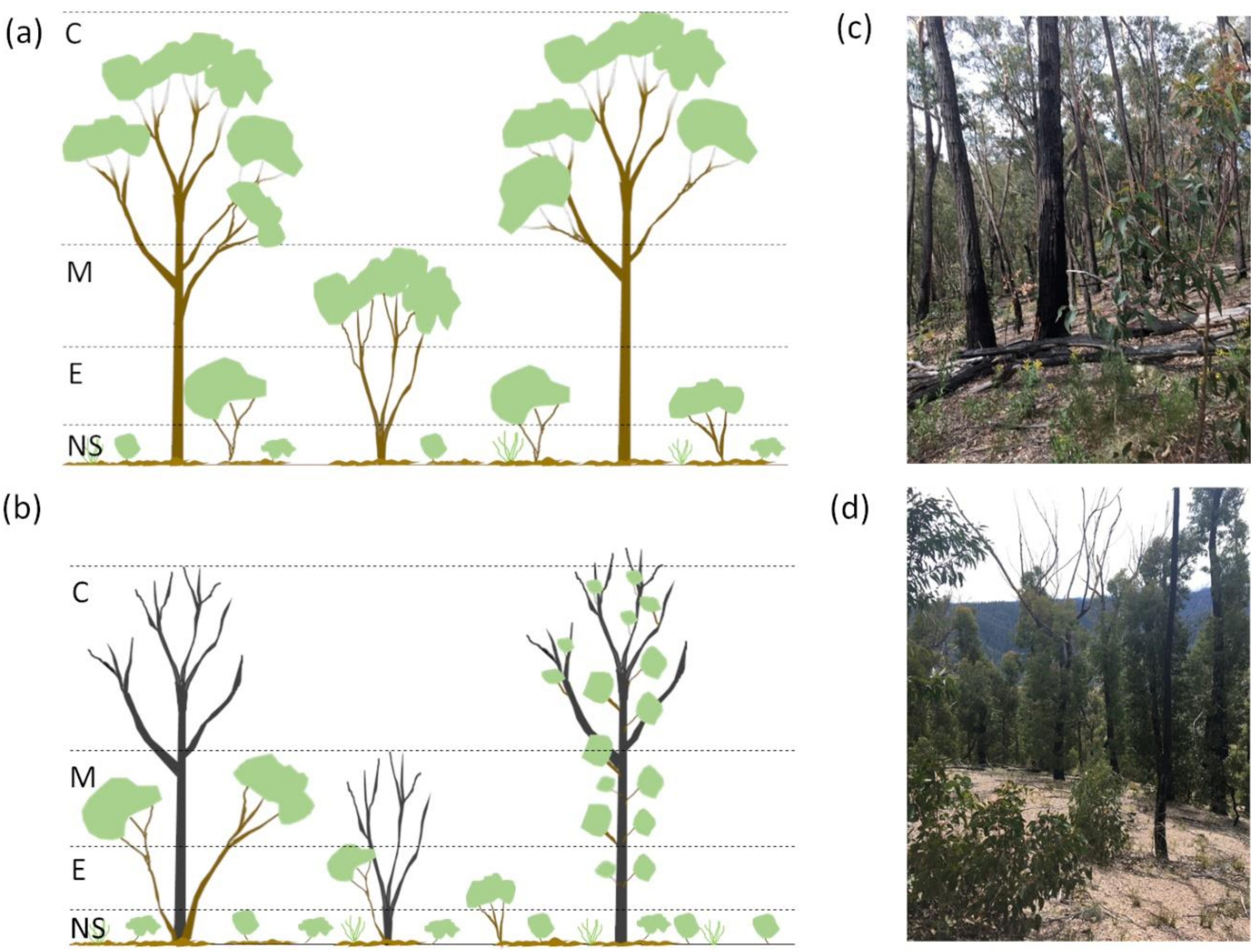 Forests 12 00450 g002