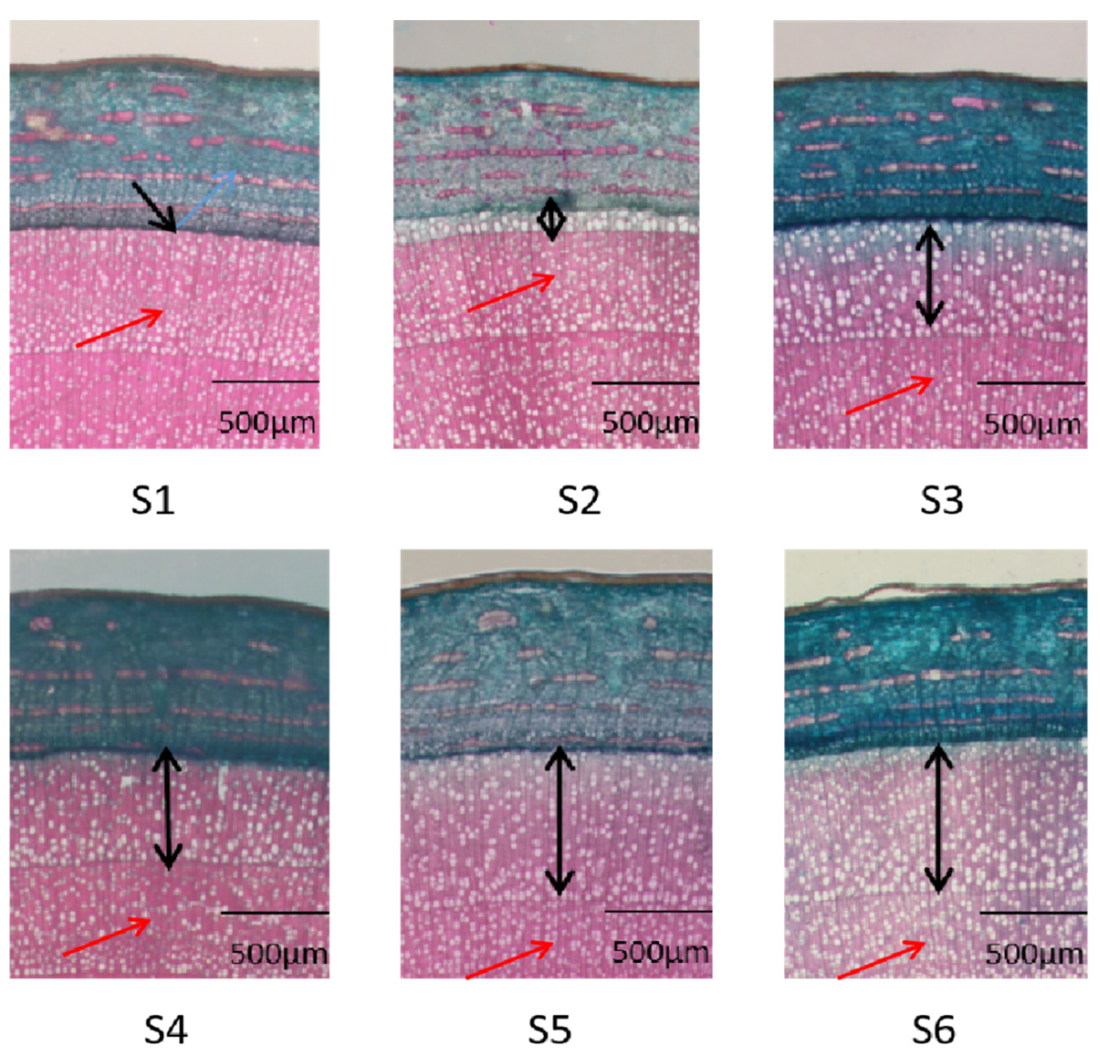 Forests 12 00451 g001