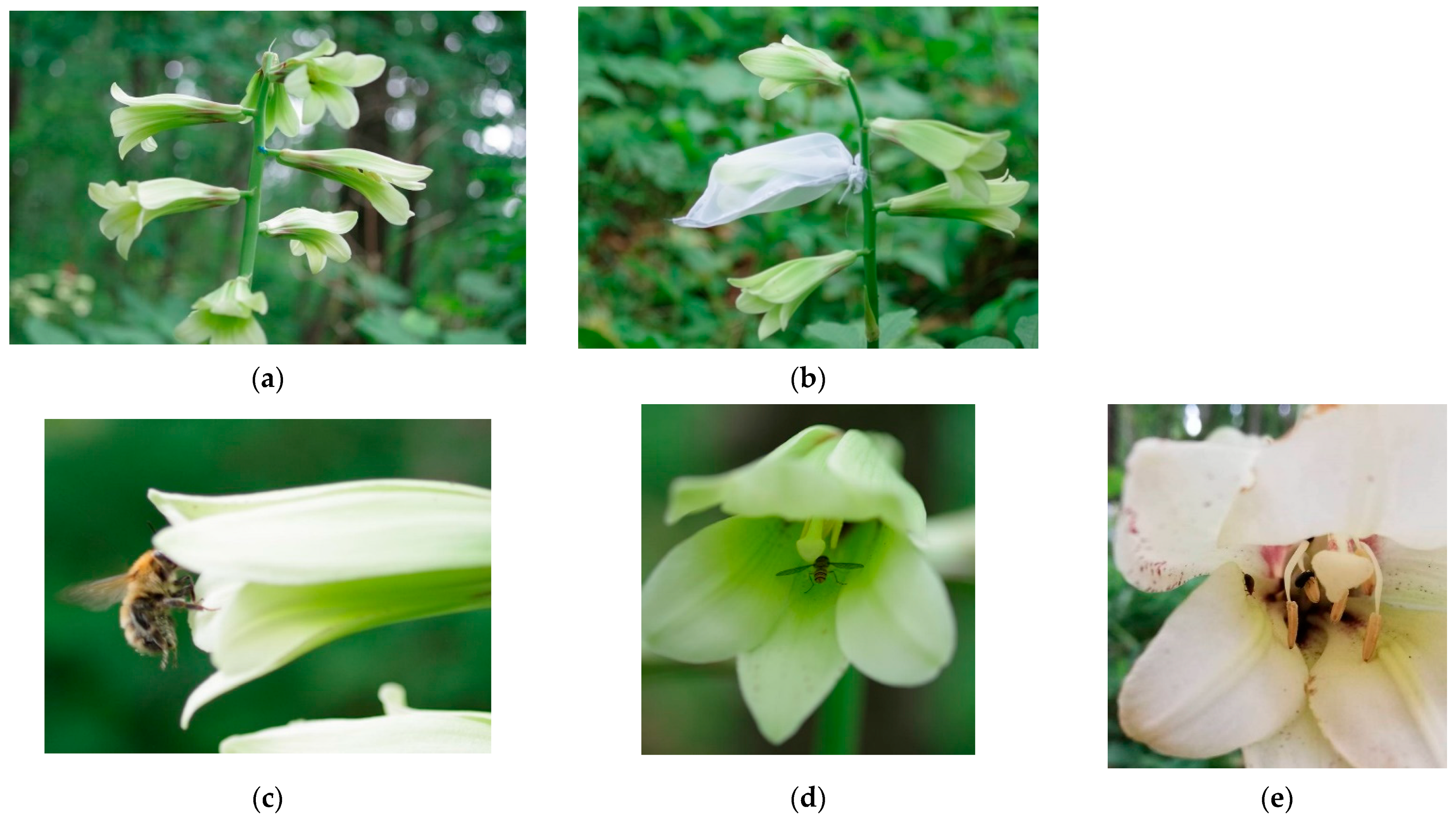 Forests 12 00452 g001a Forests 12 00452 g001a