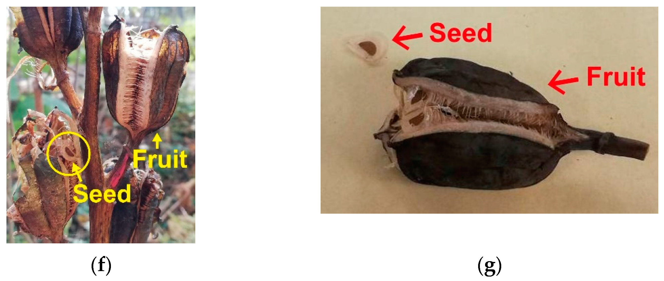 Forests 12 00452 g001b Forests 12 00452 g001b