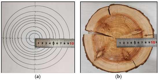 Science at Home! Tree Rings | Programs and Events Calendar