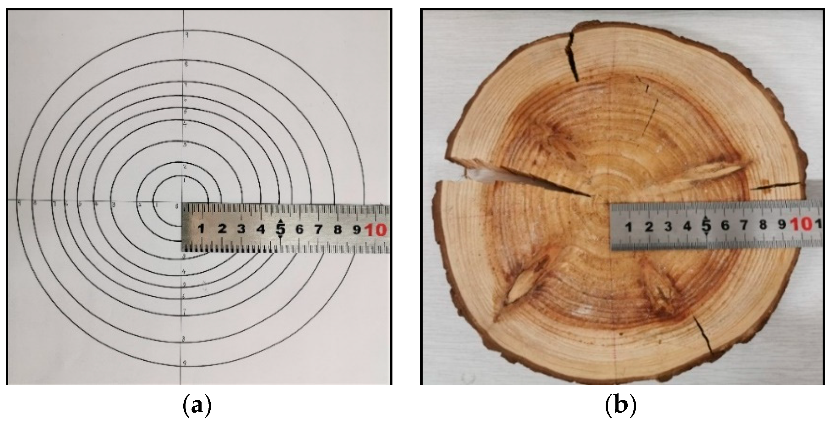 Solved] . Consider the diagram of tree rings shown. Let r represent the...  | Course Hero
