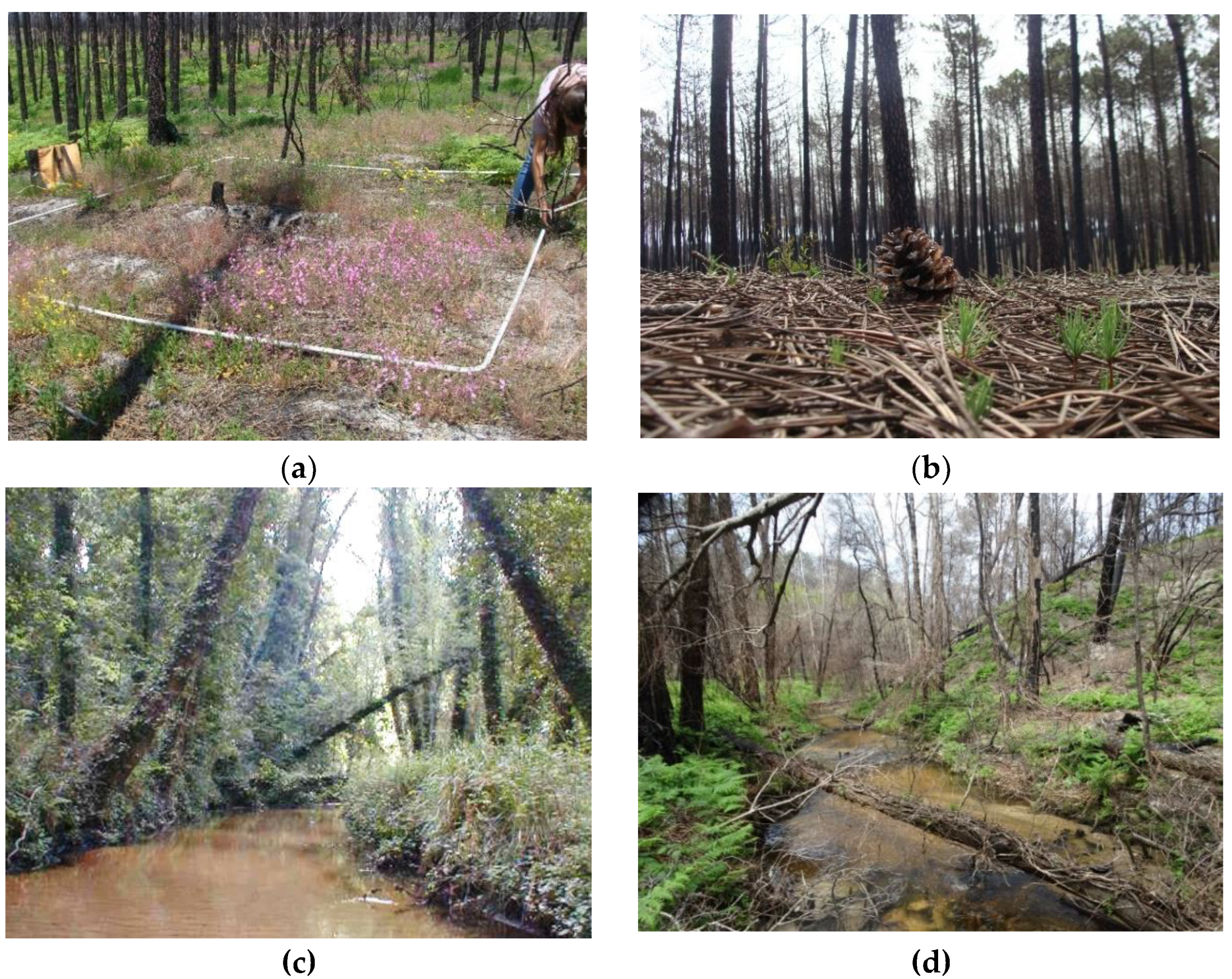 Forests 12 00477 g002 Forests 12 00477 g002
