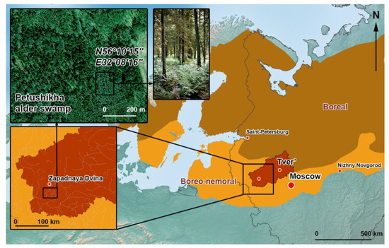Forests | Free Full-Text | Soil Respiration In Alder Swamp (Alnus.