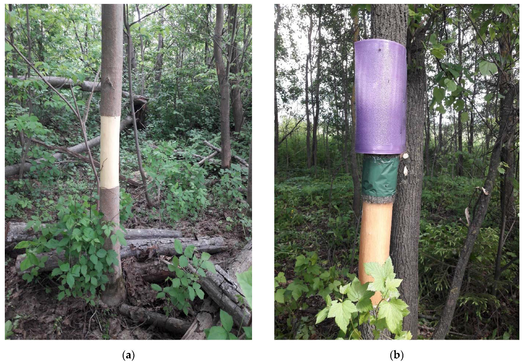 Forests 12 00502 g002