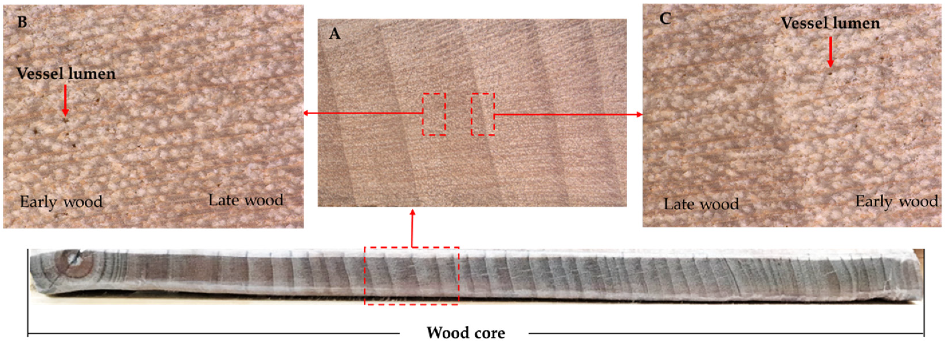Forests 12 00512 g001 Forests 12 00512 g001