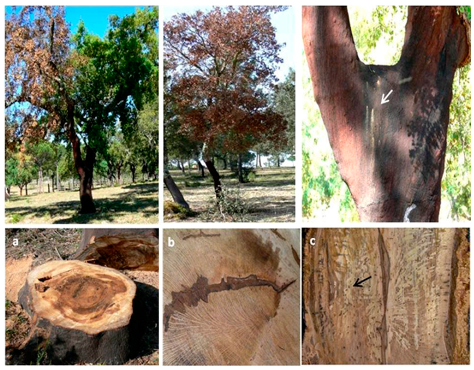 Forests 12 00513 g001