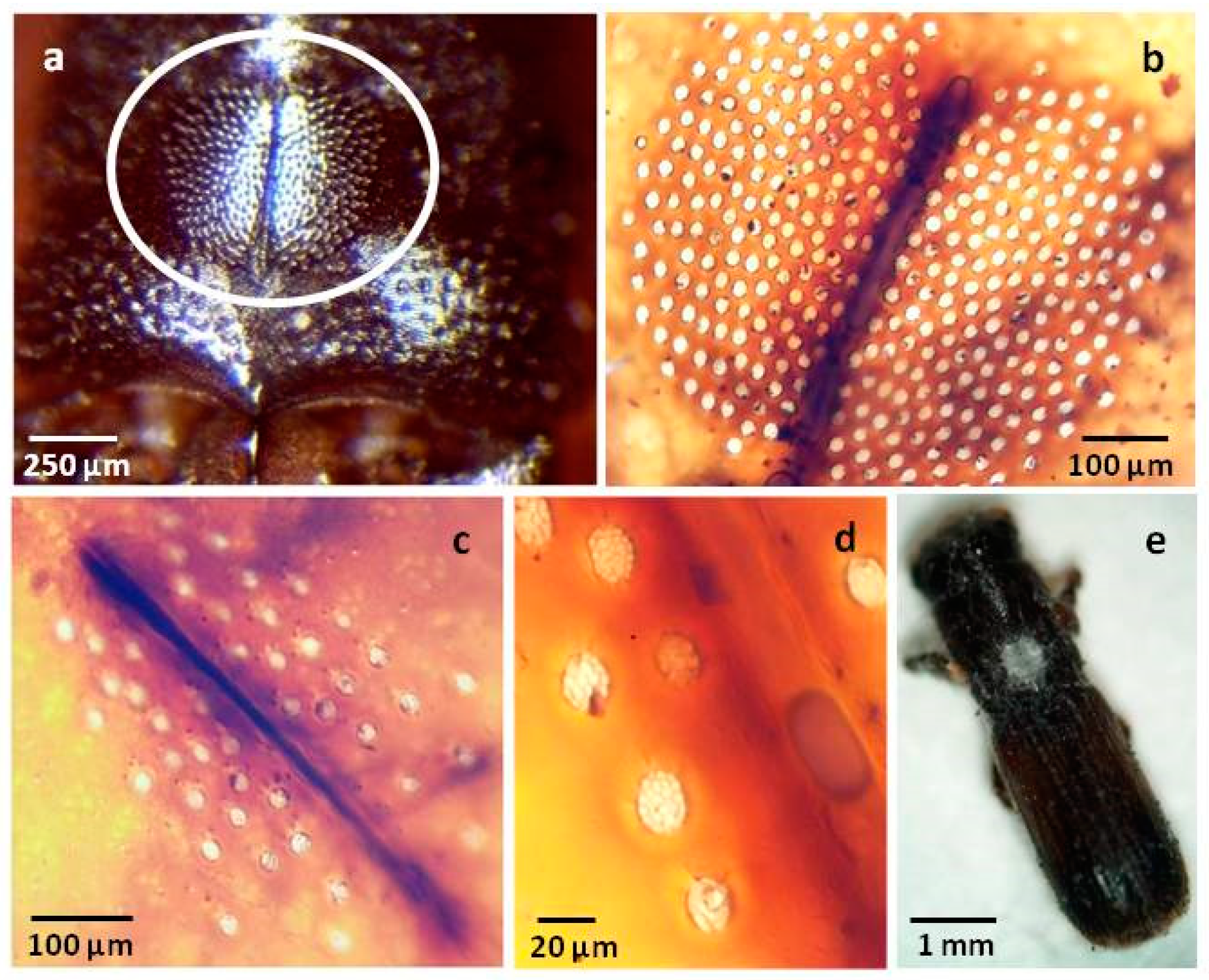 Forests 12 00513 g002