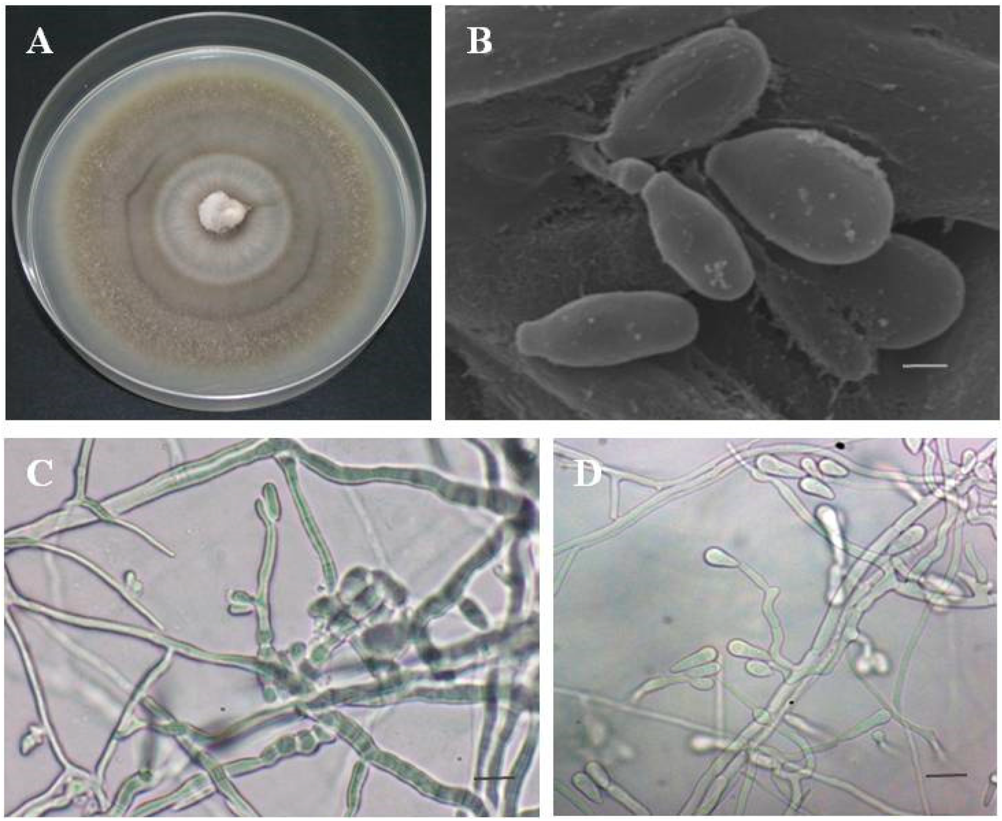 Forests 12 00513 g005