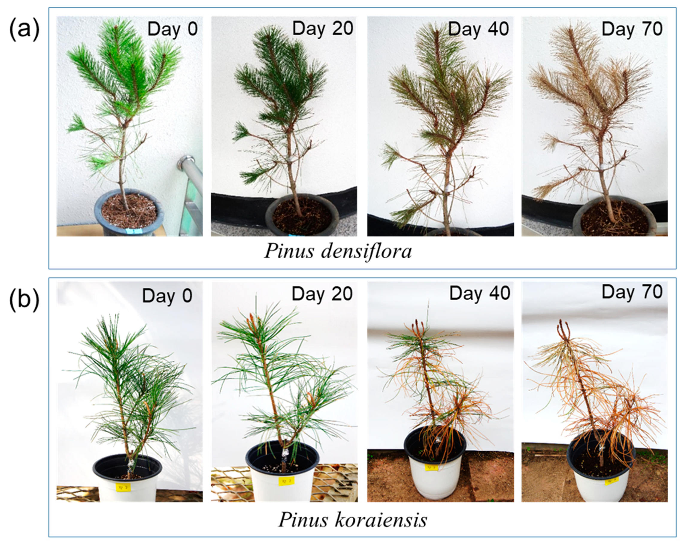 Forests 12 00514 g001 Forests 12 00514 g001