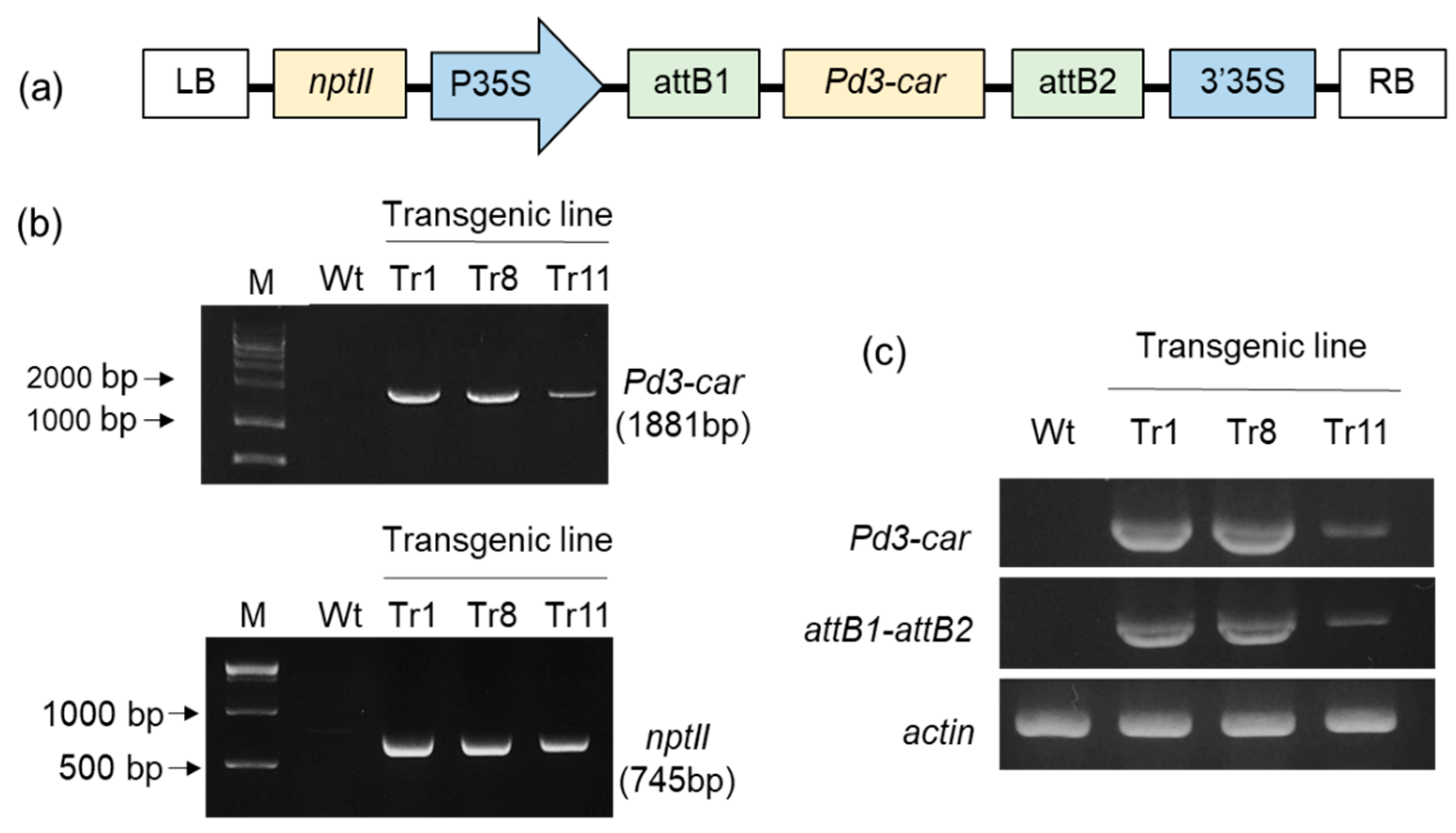 Forests 12 00514 g006 Forests 12 00514 g006