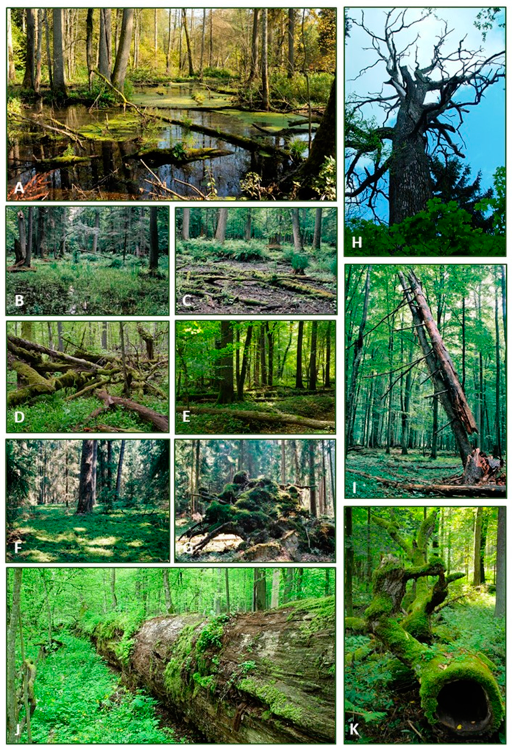 Forests 12 00518 g002