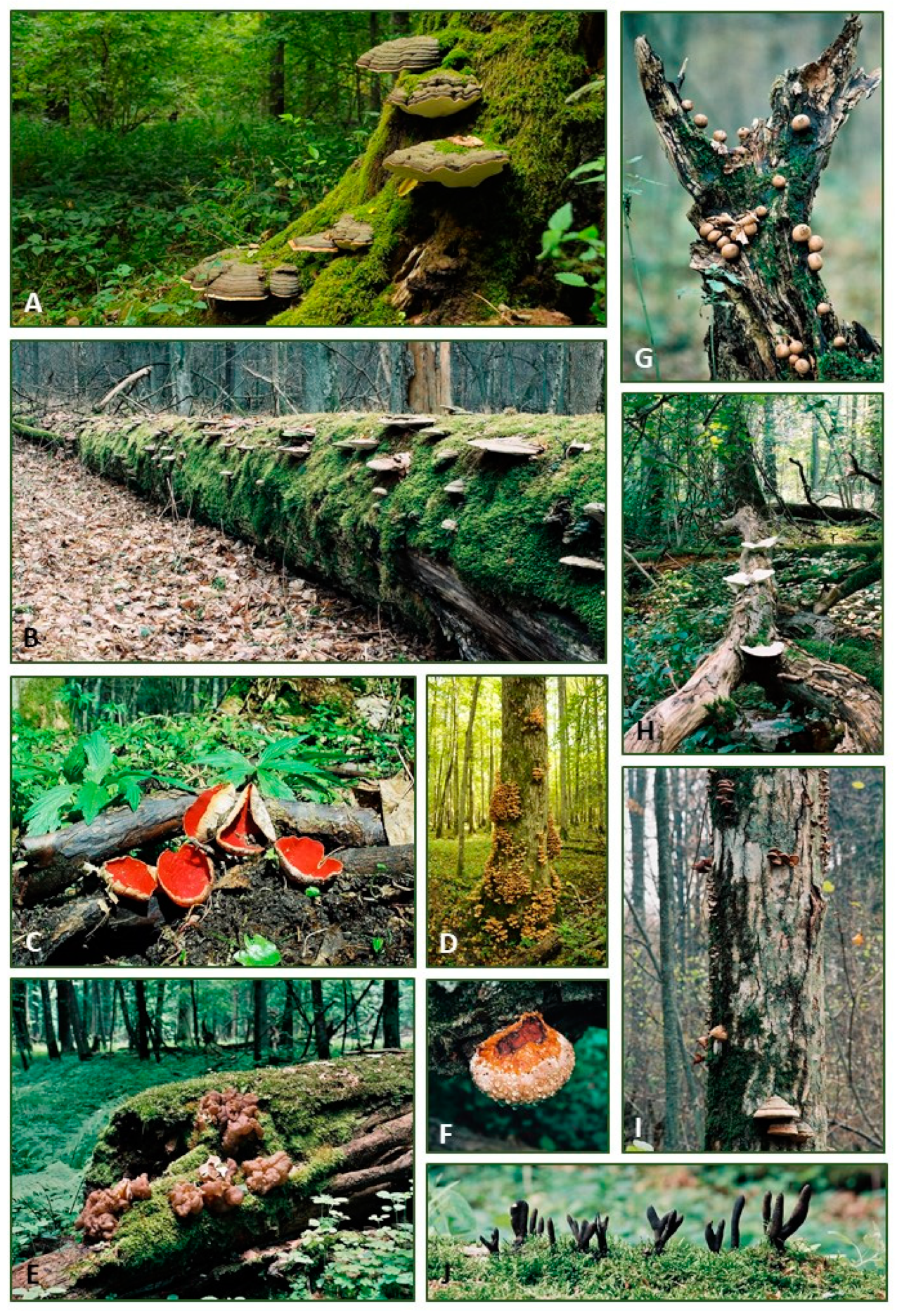 Forests 12 00518 g003