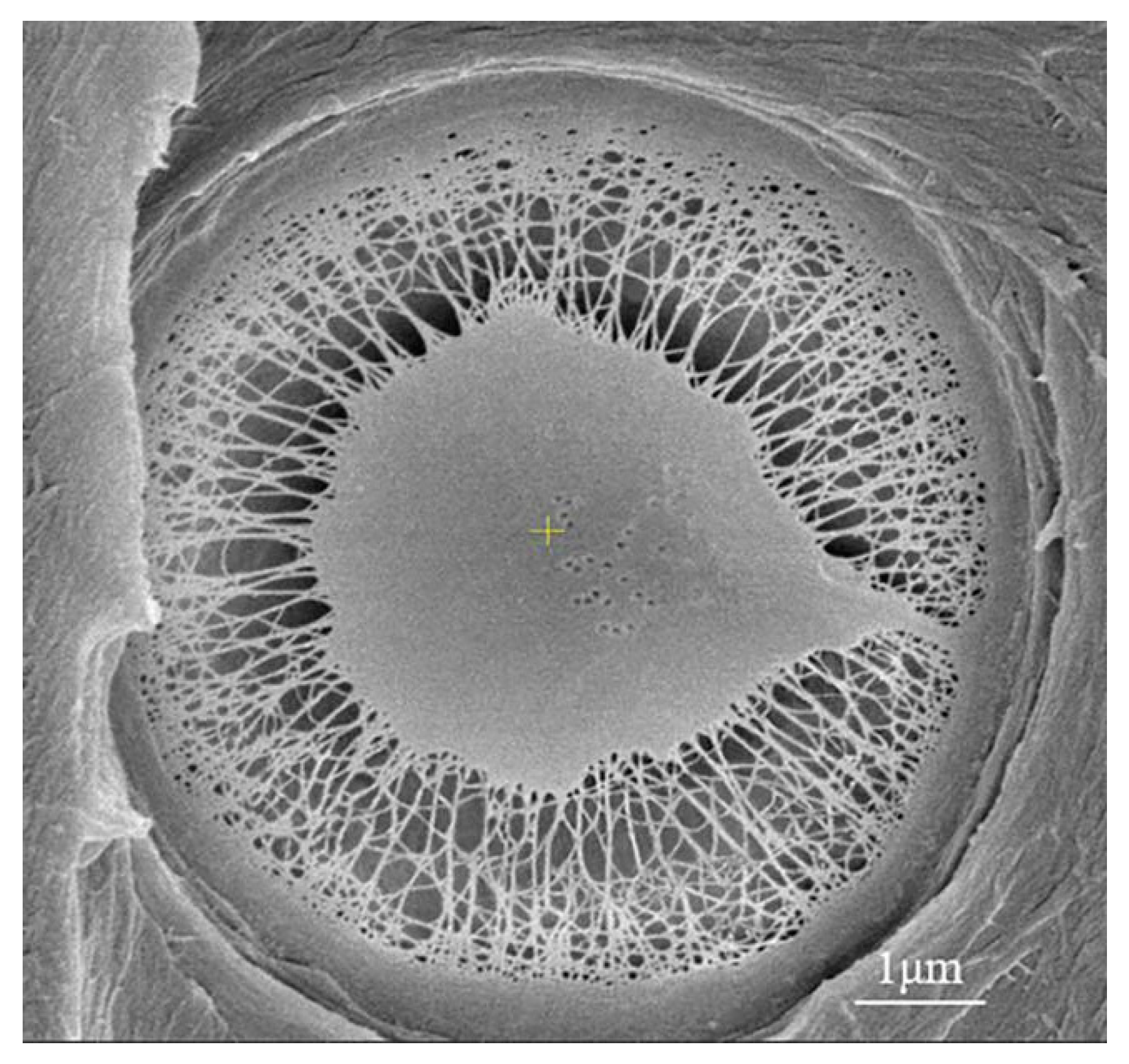 Forests 12 00526 g003 Forests 12 00526 g003