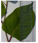 Forests 12 00527 i001