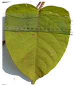 Forests 12 00527 i002