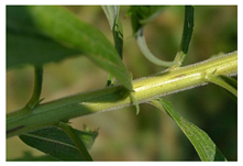 Forests 12 00527 i004