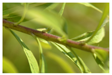 Forests 12 00527 i005