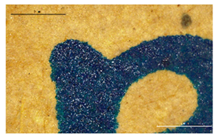 Forests 12 00527 i013