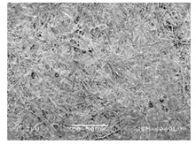 Forests 12 00527 i022