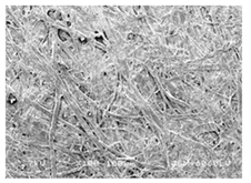 Forests 12 00527 i023