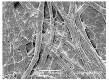 Forests 12 00527 i024